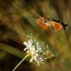 Dlouhozobka svizelova - Macroglossum stellatarum - Hummingbird hawk-moth 3761